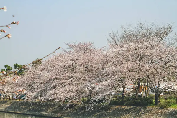 Cseresznyevirág Ellen Uji Folyónál — Stock Fotó