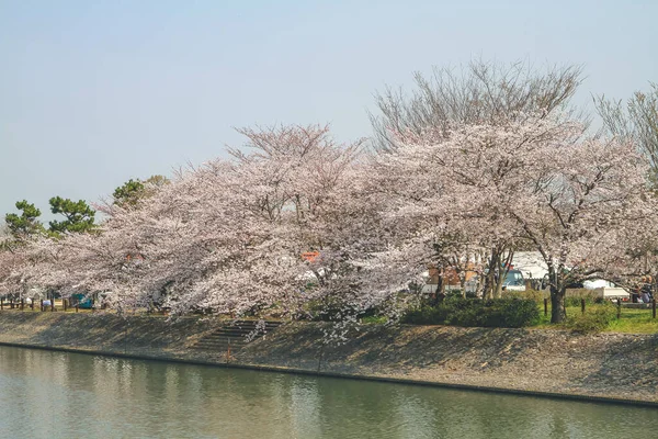 Cherry Blossom Tree Sky Uji River — Stock Photo, Image