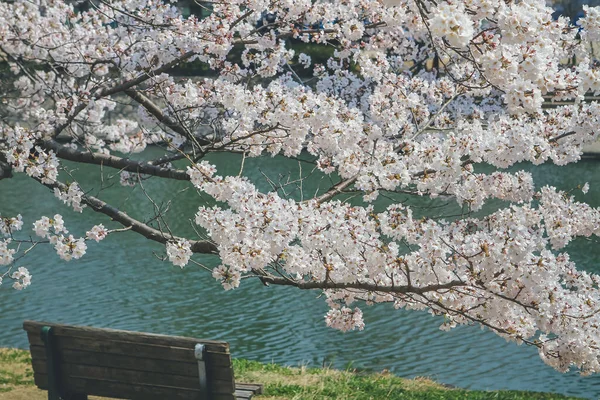 Stock image a Cherry Blossom Tree Against Sky at uji river