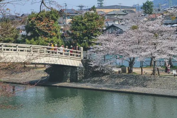 Pohon Cherry Blossom Melawan Langit Uji Sungai — Stok Foto