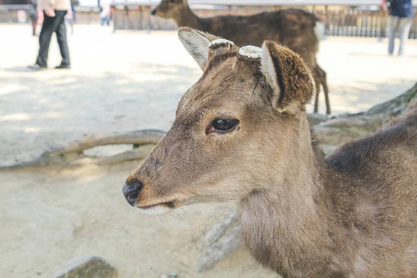 Deer Nara Nara Park Japan Dubna 2012 — Stock fotografie