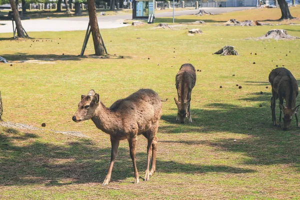 Deer Nara Nara Park Japan Квітня 2012 — стокове фото