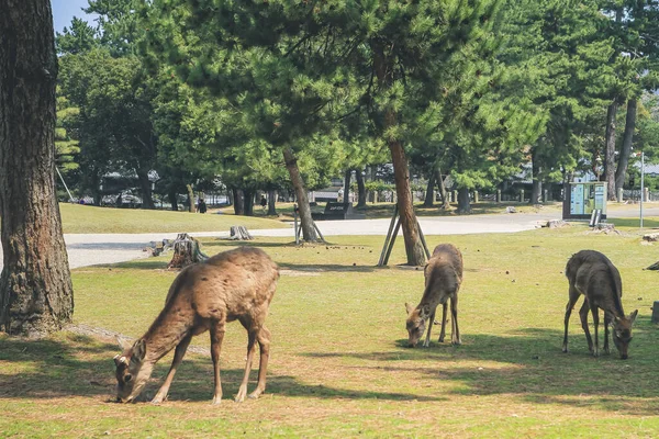 Nara Geyiği, Nara Parkı, Japonya, 9 Nisan 2012