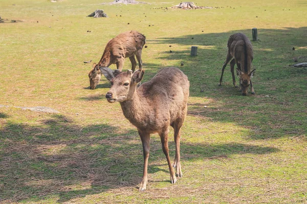 Deer Nara Nara Park Japan Квітня 2012 — стокове фото