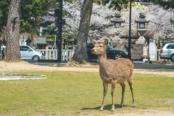 奈良の鹿2012年4月9日奈良公園 — ストック写真