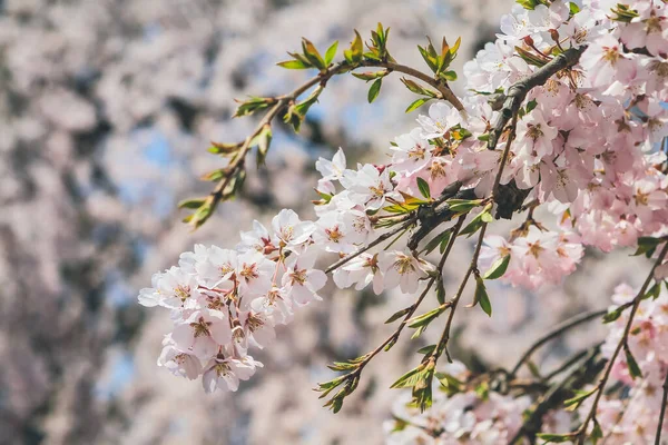 奈良喜三郎寺的樱桃树 — 图库照片