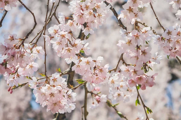 stock image Weeping cherry tree in Himuro shrine, Nara