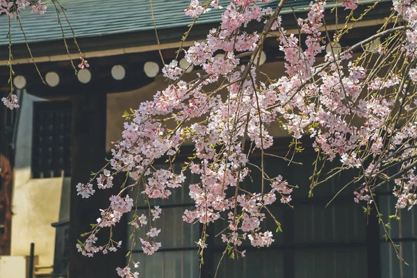 stock image Weeping cherry tree in Himuro shrine, Nara 9 April 2012