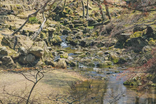 Wiosenne Drzewo Wiśniowe Nara — Zdjęcie stockowe