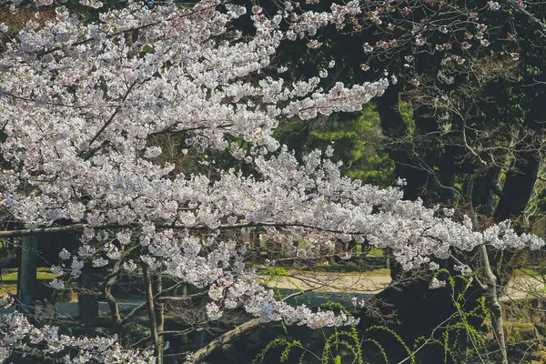 자라는 벚나무 — 스톡 사진