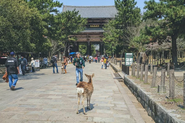Todai-ji bir Budist tapınak kompleksi, 9 Nisan 2012