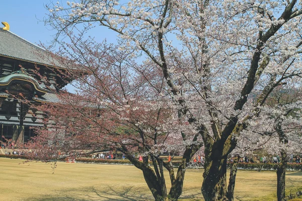 Cherry Blossom Todai Temple Nara Japan April 2012 — Stock Photo, Image