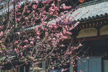 Nara, Japonya 'daki Kiraz Çiçeği Todai ji Tapınağı 9 Nisan 2012