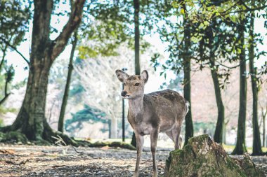 Nara Geyiği, Nara Parkı, Japonya, 9 Nisan 2012