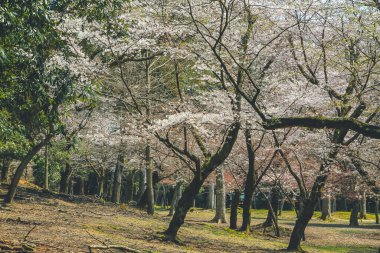 Nara Parkı manzarası, Japonya 9 Nisan 2012