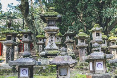 bir Japon Taş Fenerleri, Kasuga Taisha Tapınağı 9 Nisan 2012