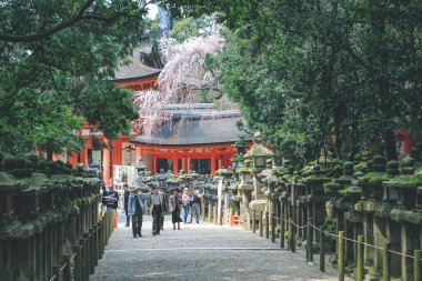 bir Japon Taş Fenerleri, Kasuga Taisha Tapınağı 9 Nisan 2012