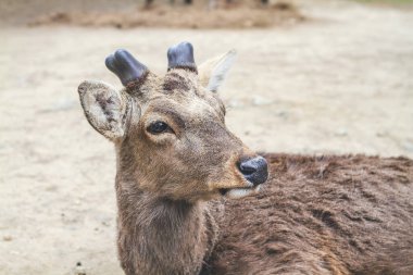 Nara Geyiği, Nara Parkı, Japonya, 9 Nisan 2012