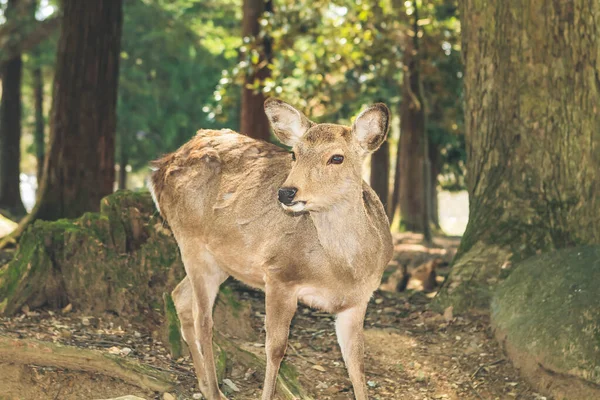 Nara Szarvasa Japán Nara Parkban 2012 Április — Stock Fotó