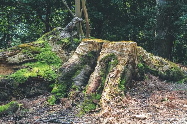 Devasa Bir Ağacın Kalın Sapının Kökünün Kırpılmış Görüntüsü — Stok fotoğraf