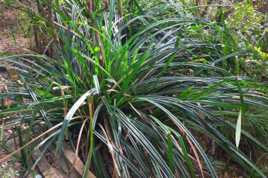 Pandanus tectorius, Screwpine veya Hala Tree olarak da bilinen bir Pandanus türüdür.