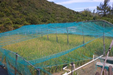 Sai Wan 'da organik bir çiftlik.