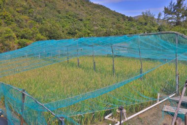 Sai Wan 'da organik bir çiftlik.