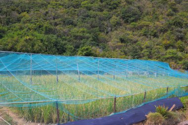 Sai Wan 'da organik bir çiftlik.