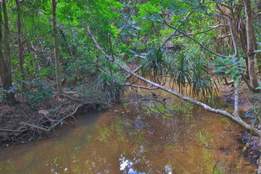 Ham Tin Nehri, sia kung, hk