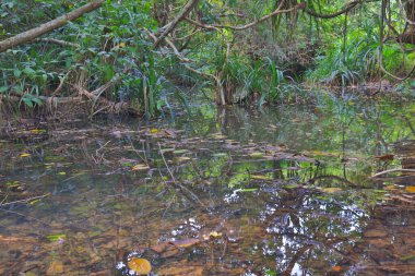 Ham Tin Nehri, sia kung, hk