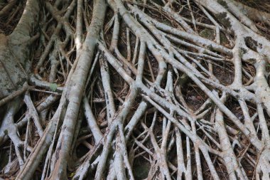 yeşil park büyük kök ağacında