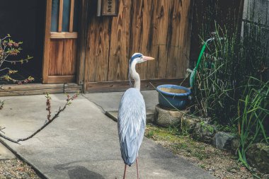 10 Nisan 2012 Akbalıkçıl evi terk etti, Japonya