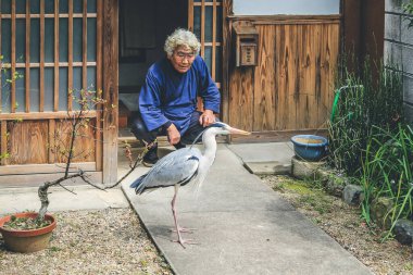 10 Nisan 2012 Akbalıkçıl evi terk etti, Japonya