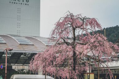 Yamashina istasyonuyla pembe kiraz çiçekleri, 10 Nisan 2012