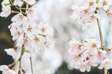 10 Nisan 2012 Kiraz çiçekleri Kyoto 'da Daigo Ji tapınaklarında