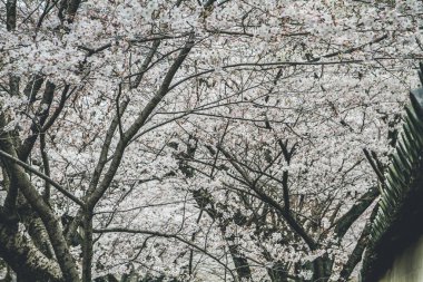 10 Nisan 2012 Kiraz çiçekleri Kyoto 'da Daigo Ji tapınaklarında