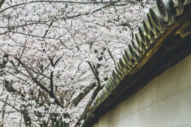 10 Nisan 2012 Kiraz çiçekleri Kyoto 'da Daigo Ji tapınaklarında