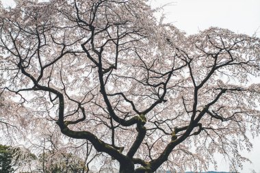 10 Nisan 2012 Kiraz çiçekleri Kyoto 'da Daigo Ji tapınaklarında
