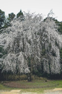 Daigo Ji tapınağındaki Kyoto 'da kiraz çiçekleri.,