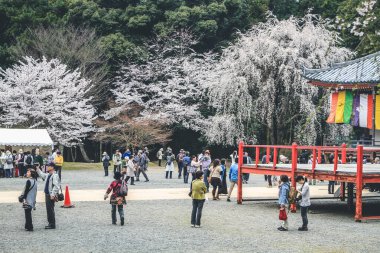 10 Nisan 2012 Sakura ağaçlı turistler Daigo ji bahçesinde