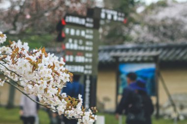 10 Nisan 2012 Sakura ağaçlı turistler Daigo ji bahçesinde