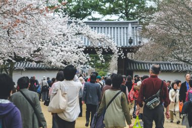 10 Nisan 2012 Sakura ağaçlı turistler Daigo ji bahçesinde