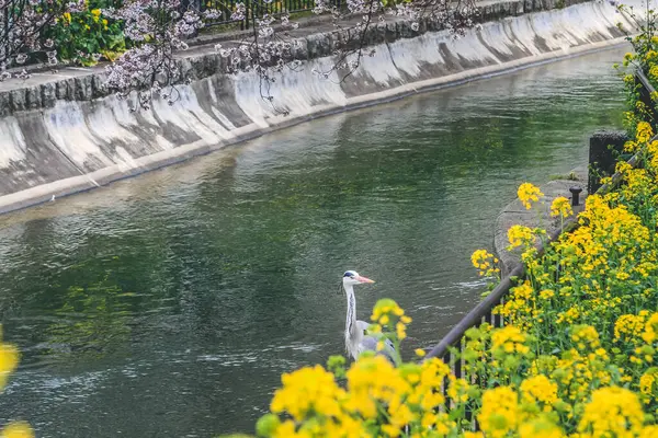 stock image a Sakura and Rapeseed Flowers at Yamashina Canal 10 April 2012