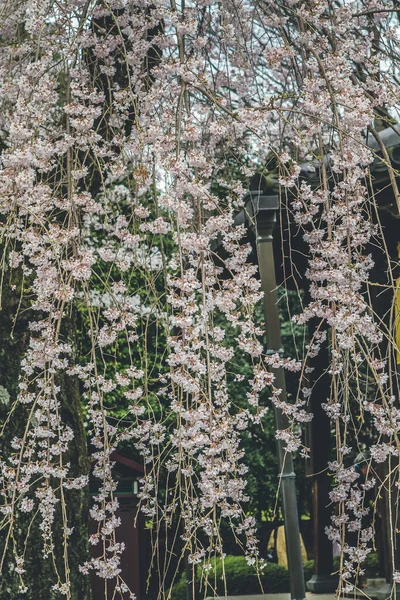2012年4月10日醍醐寺京都の桜 — ストック写真