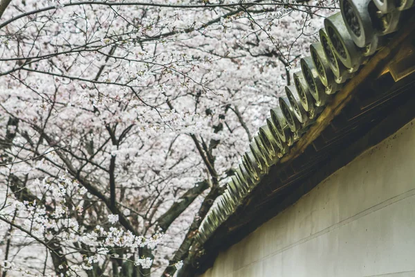 10 Nisan 2012 Kiraz çiçekleri Kyoto 'da Daigo Ji tapınaklarında