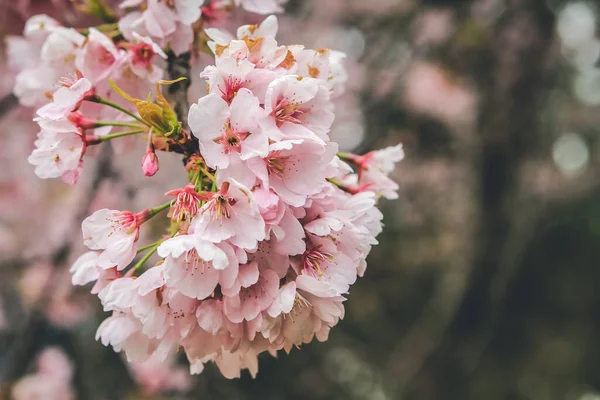 April 2012 Cherry Blossoms Kyoto Temples Daigo — Stock Photo, Image