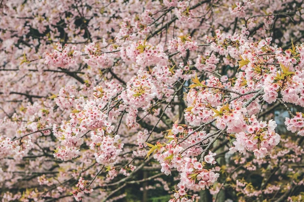 stock image 10 April 2012 Cherry blossoms in Kyoto in the temples of Daigo Ji