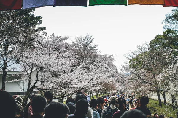 Nisan 2012 Sakura Ağaçlı Turistler Daigo Bahçesinde — Stok fotoğraf