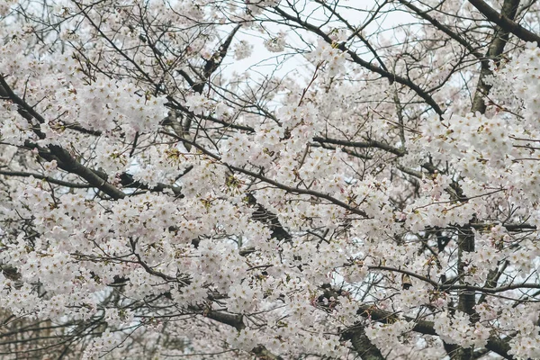 日本京都凯奇斜角遗址上的樱花 — 图库照片