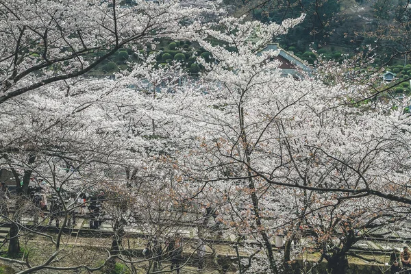Japonya Kyoto Daki Keage Incline Sitesinde Kiraz Çiçekleri — Stok fotoğraf